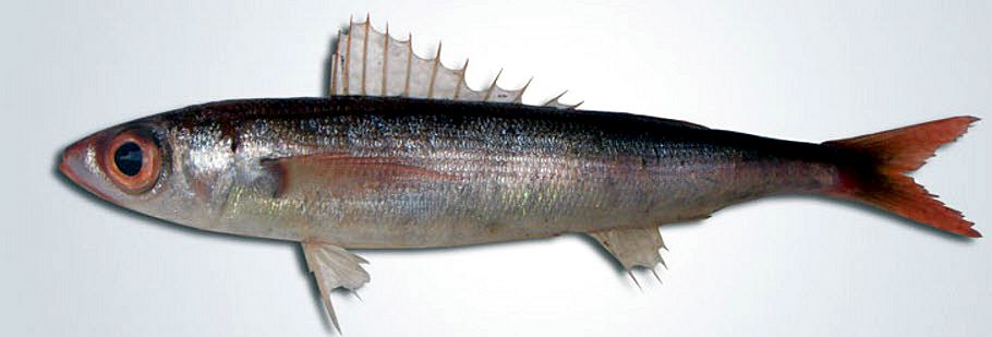 Centracanthus cirrus_005